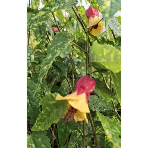 Chinese Lantern Variegated 1 Plants Trailing Abutilon megapotamicum variegatum